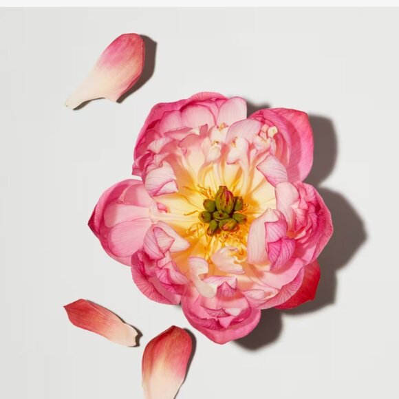 🖤  LAST ONE!! *Beautycounter* TRAVEL Lotus Glow Cleansing Balm - 1 oz - NEW! - Picture 6 of 6